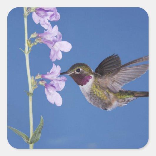 Broad-tailed Hummingbird, Selasphorus スクエアシール (正面)