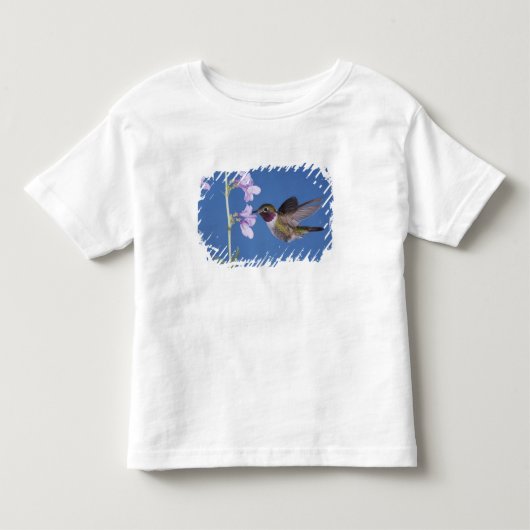 Broad-tailed Hummingbird, Selasphorus トドラーTシャツ (正面)