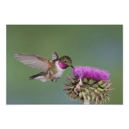Broad-tailed Hummingbird, Selasphorus フォトプリント (正面)