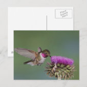 Broad-tailed Hummingbird, Selasphorus ポストカード (正面/裏面)