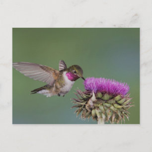 Broad-tailed Hummingbird, Selasphorus ポストカード