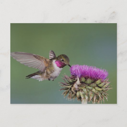 Broad-tailed Hummingbird, Selasphorus ポストカード (正面)