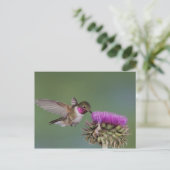 Broad-tailed Hummingbird, Selasphorus ポストカード (スタンド正面)