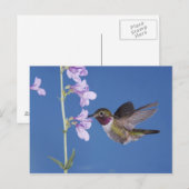 Broad-tailed Hummingbird, Selasphorus ポストカード (正面/裏面)