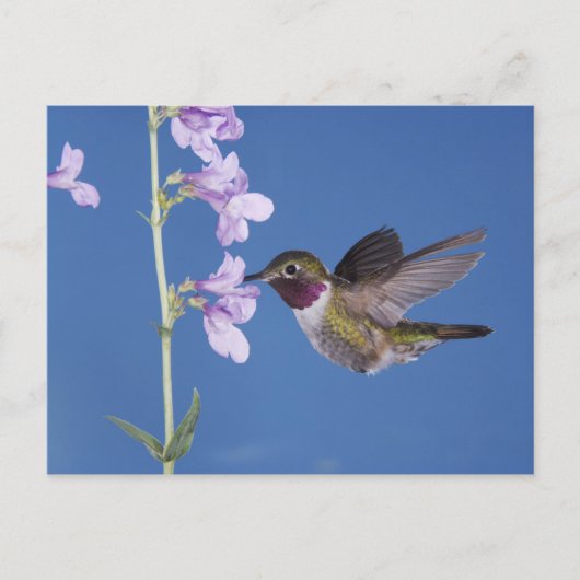 Broad-tailed Hummingbird, Selasphorus ポストカード (正面)