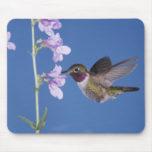 Broad-tailed Hummingbird, Selasphorus マウスパッド (正面)