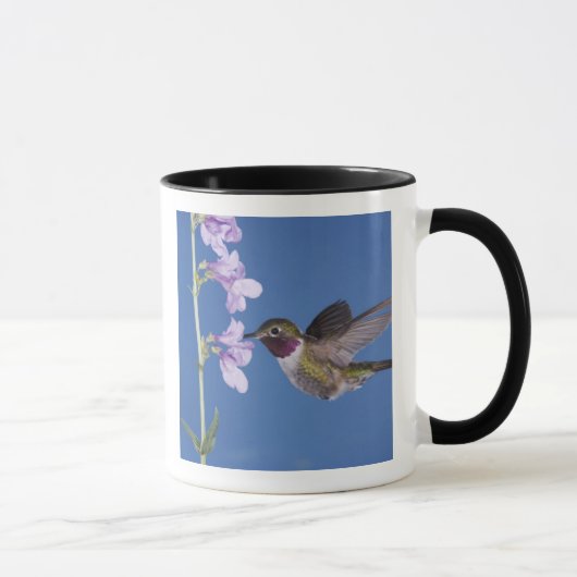 Broad-tailed Hummingbird, Selasphorus マグカップ (右)