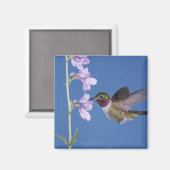 Broad-tailed Hummingbird, Selasphorus マグネット (正面/裏面)