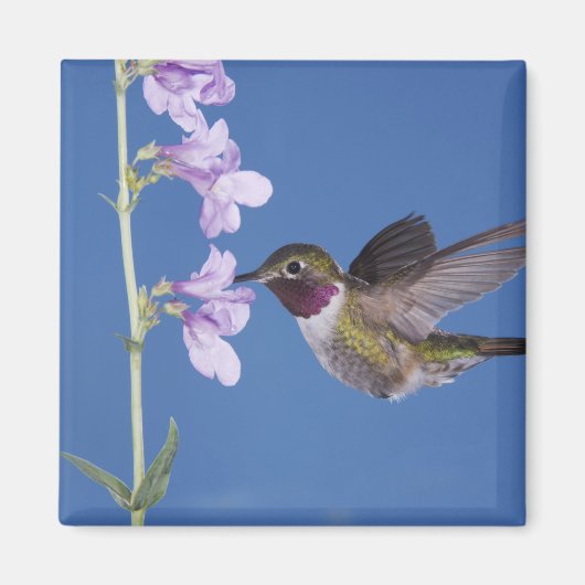 Broad-tailed Hummingbird, Selasphorus マグネット (正面)