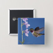 Broad-tailed Hummingbird, Selasphorus 缶バッジ (正面&裏面)