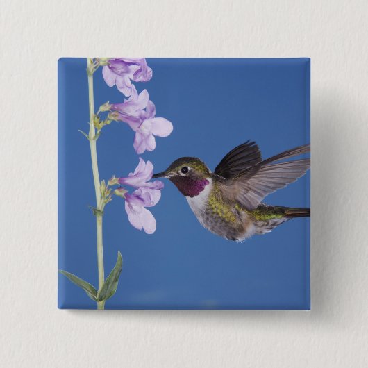 Broad-tailed Hummingbird, Selasphorus 缶バッジ (正面)