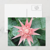 Bromeliadのエキゾチックなピンクの花 ポストカード (正面/裏面)
