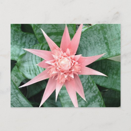 Bromeliadのエキゾチックなピンクの花 ポストカード (正面)