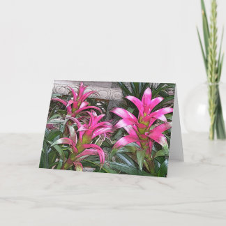 Bromeliadの挨拶状 カード