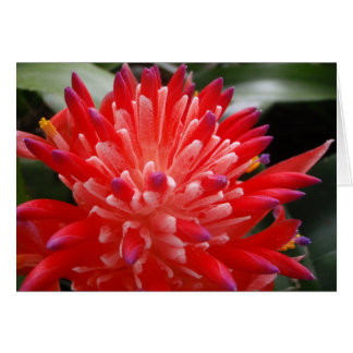 Bromeliadの花カード