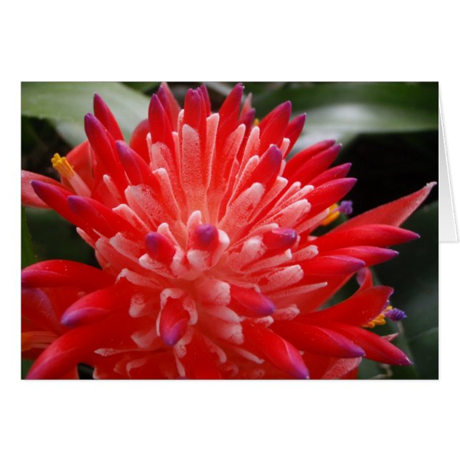 Bromeliadの花カード (正面横)