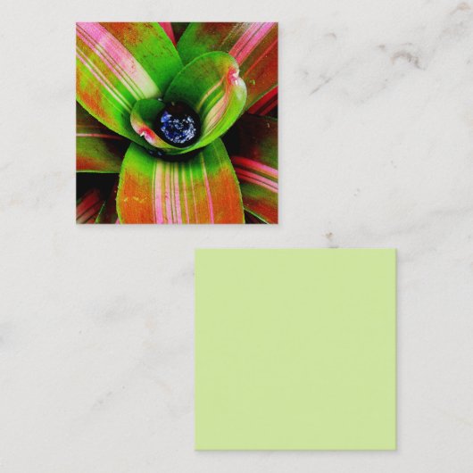 Bromeliadハートマクロ撮影 スクエア名刺 (正面/裏面)