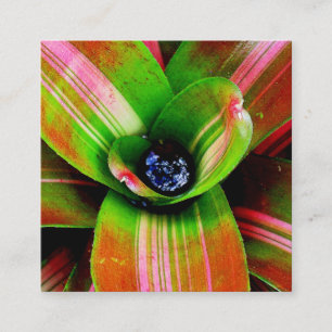 Bromeliadハートマクロ撮影 スクエア名刺