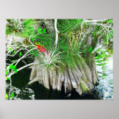 Bromeliad on Mangrove, Florida Everglades ポスター (正面)