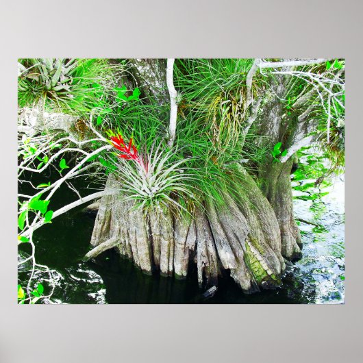 Bromeliad on Mangrove, Florida Everglades ポスター (正面)