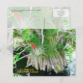 Bromeliad on Mangrove, Florida Everglades ポストカード (正面/裏面)