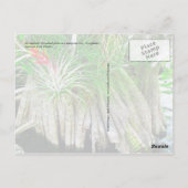 Bromeliad on Mangrove, Florida Everglades ポストカード (裏面)