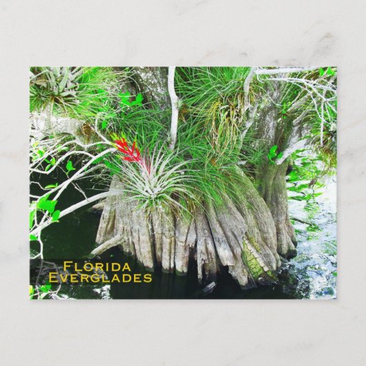 Bromeliad on Mangrove, Florida Everglades ポストカード (正面)