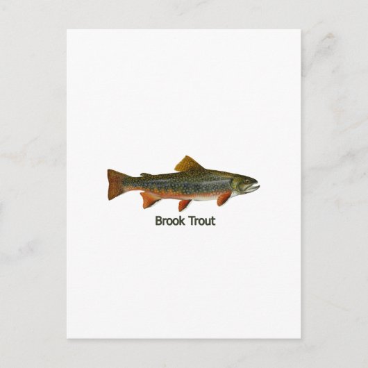 Brook Trout (タイトル) ポストカード (正面)