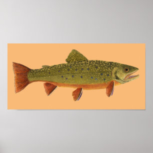 Brook Trout ポスター
