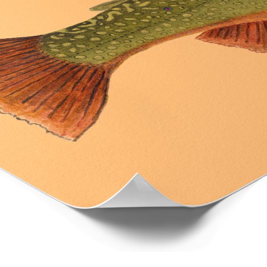 Brook Trout ポスター (角)