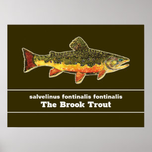 Brook Trout Fly Fishing Latin Name Ichthyology ポスター
