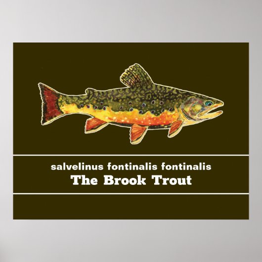 Brook Trout Fly Fishing Latin Name Ichthyology ポスター (正面)