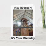 *BROTHER* LAMAユーモアを誕生日 カード<br><div class="desc">弟に言うと、ラマは「外に出して」「でき祝る」</div>