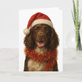 Brown and white Sprocker Spaniel Christmas card カード (正面)