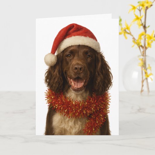 Brown and white Sprocker Spaniel Christmas card カード (黄色い花)