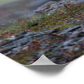 Brown Bear at the Katmai Preserve ポスター (角)