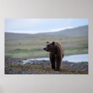 Brown Bear at the Katmai Preserve ポスター