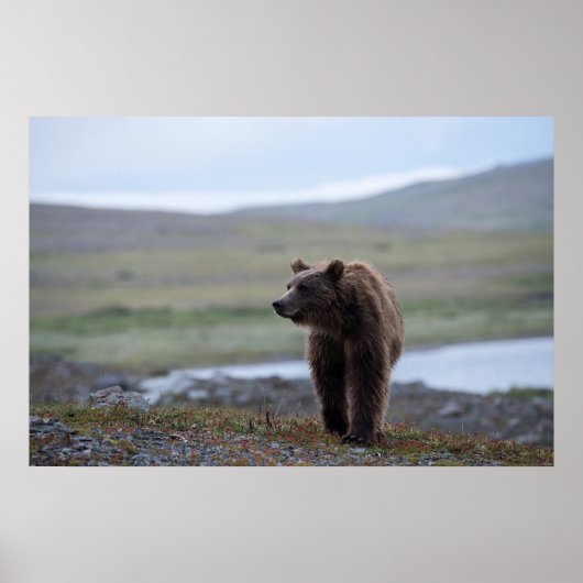 Brown Bear at the Katmai Preserve ポスター (正面)