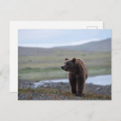 Brown Bear at the Katmai Preserve ポストカード (正面/裏面)