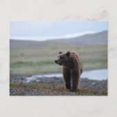 Brown Bear at the Katmai Preserve ポストカード (正面)