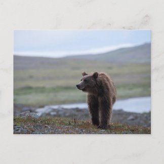 Brown Bear at the Katmai Preserve ポストカード