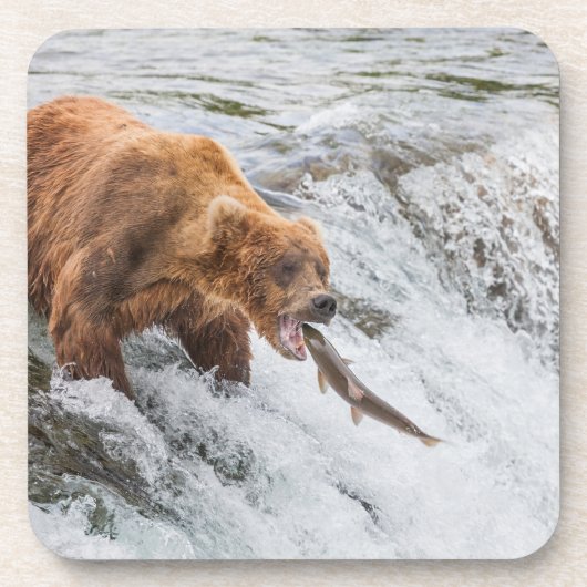 Brown Bear Catches Red Salmon コースター (正面)