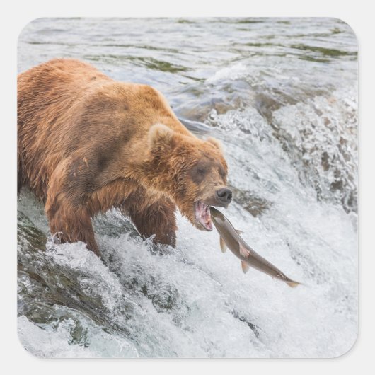 Brown Bear Catches Red Salmon スクエアシール (正面)