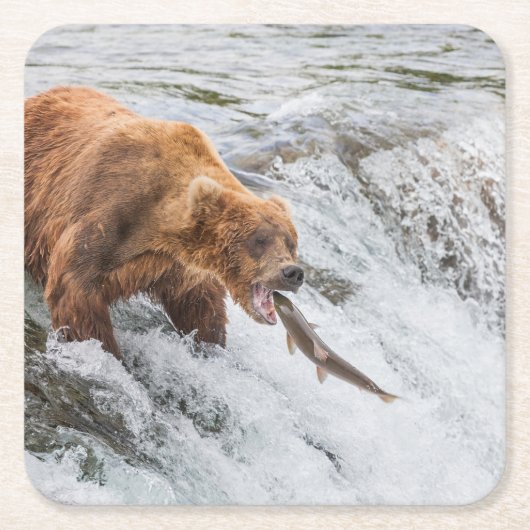 Brown Bear Catches Red Salmon スクエアペーパーコースター (正面)