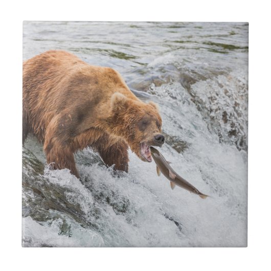 Brown Bear Catches Red Salmon タイル (正面)