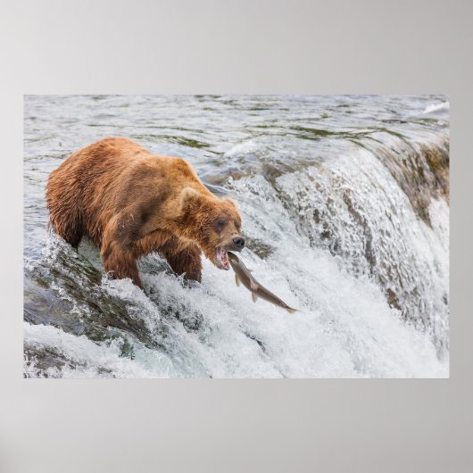 Brown Bear Catches Red Salmon ポスター (正面)