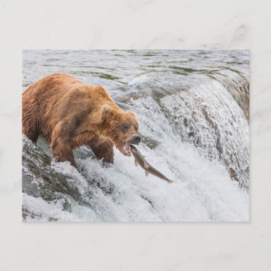 Brown Bear Catches Red Salmon ポストカード (正面)