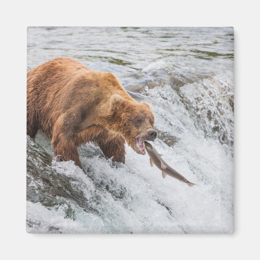 Brown Bear Catches Red Salmon マグネット (正面)