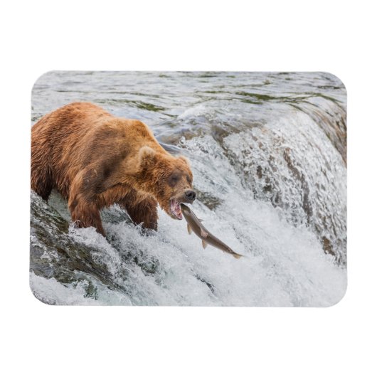 Brown Bear Catches Red Salmon マグネット (横)