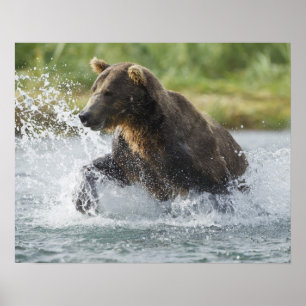 Brown Bear chasing salmon in river ポスター